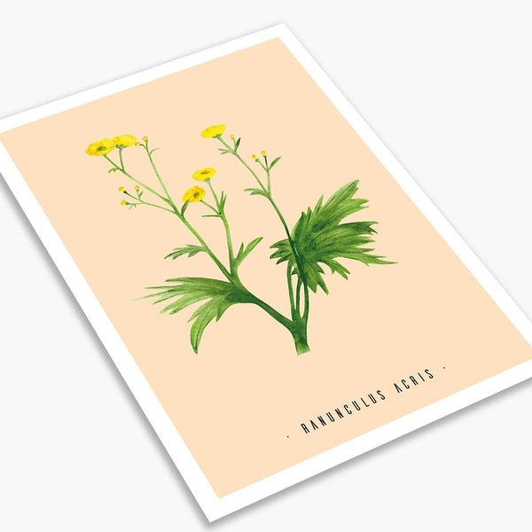 Postkarte Butterblume • DIN A6 • Vintage Illustration
