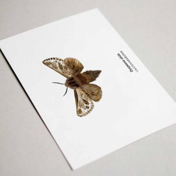 Grußkarten Set Schmetterling • DIN A6 • Illustration Insekten