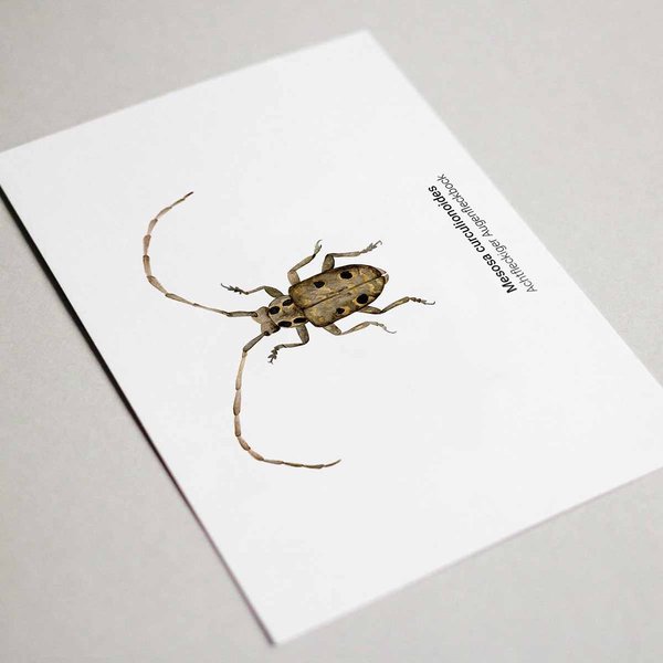 Grußkarten Set Käfer • DIN A6 • Illustration Insekten