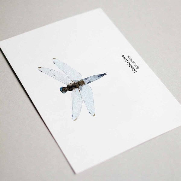 Grußkarten Set Libelle • DIN A6 • Illustration Insekten