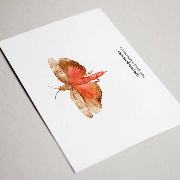 Grußkarten Set Heuschrecke • DIN A6 • Illustration Insekten