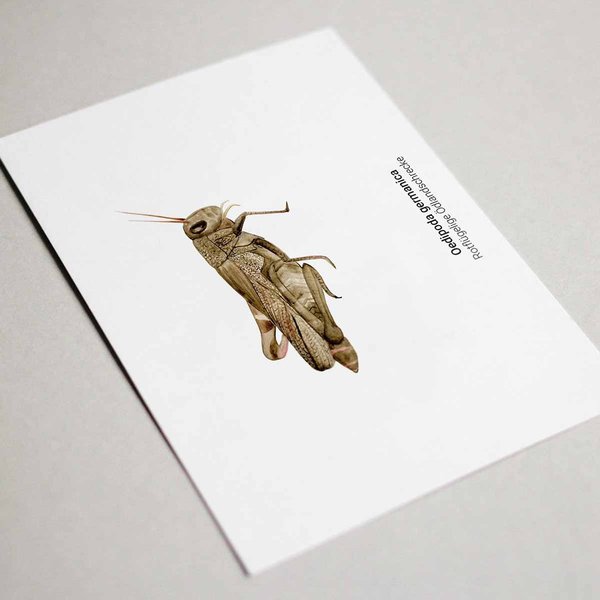 Grußkarten Set Heuschrecke • DIN A6 • Illustration Insekten