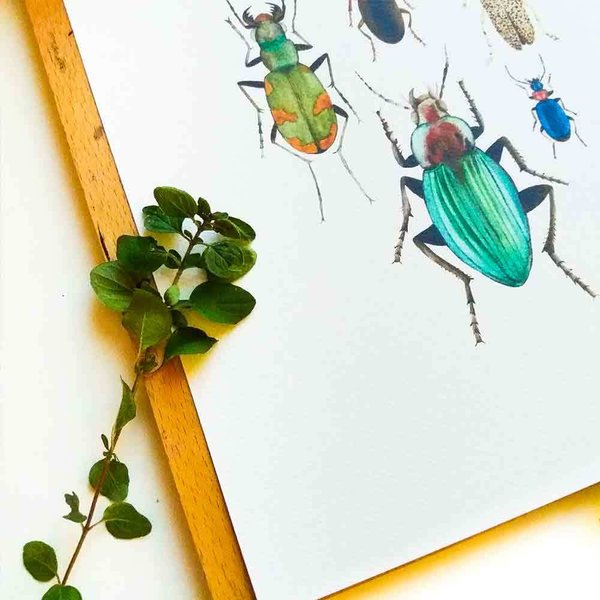 Art Print Käfer • DIN A4 • Illustration Insekten