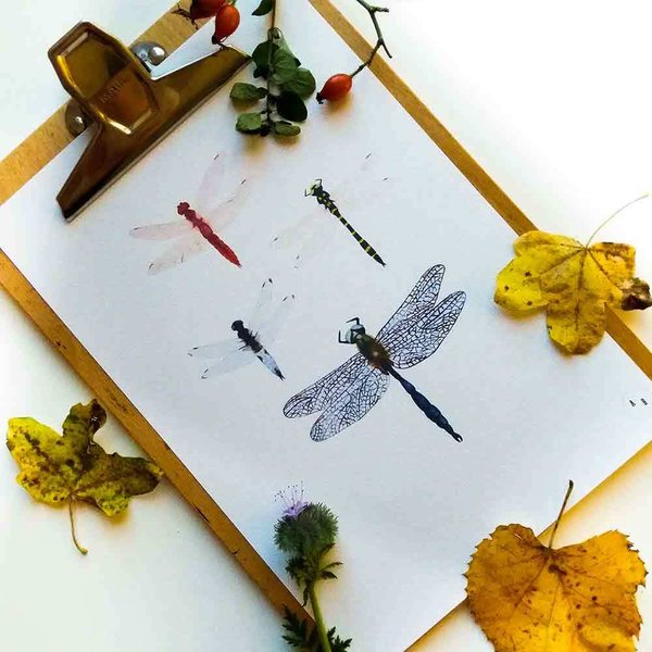 Art Print Libelle • DIN A4 • Illustration Insekten