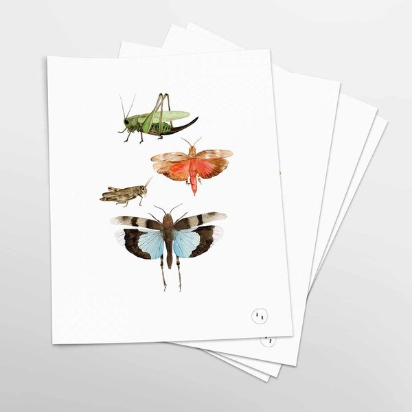 Art Print Heuschrecke • DIN A4 • Illustration Insekten