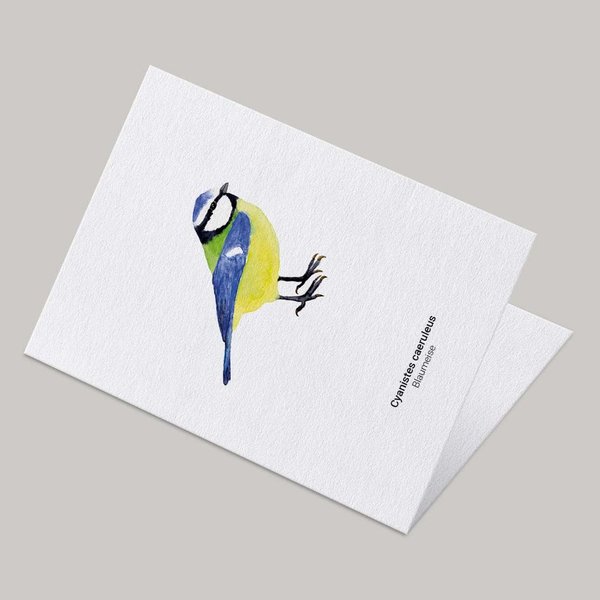 Grußkarte Blaumeise • DIN A6 • Illustration Vogel