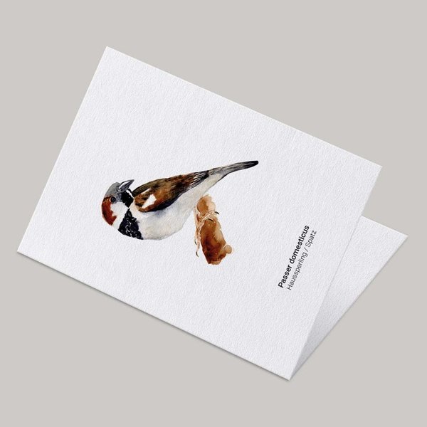 Grußkarte Spatz • DIN A6 • Illustration Vogel