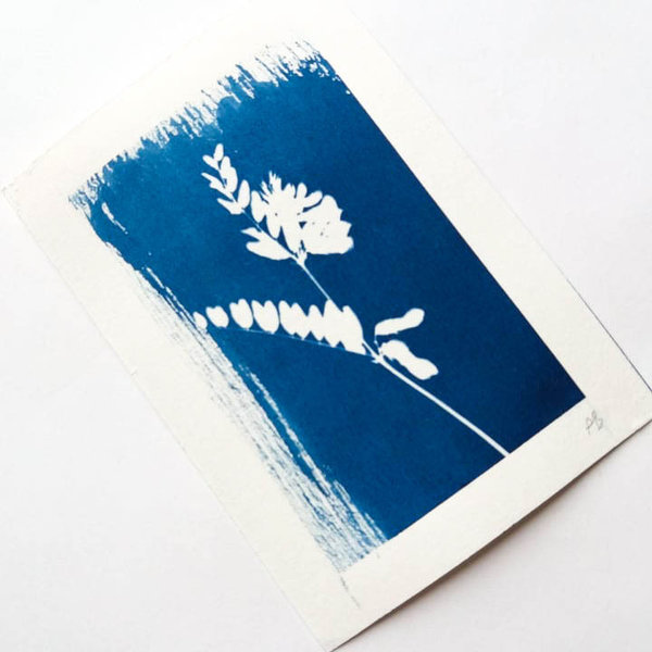Cyanotypie Platterbse • 9x13 cm • Original Blaudruck