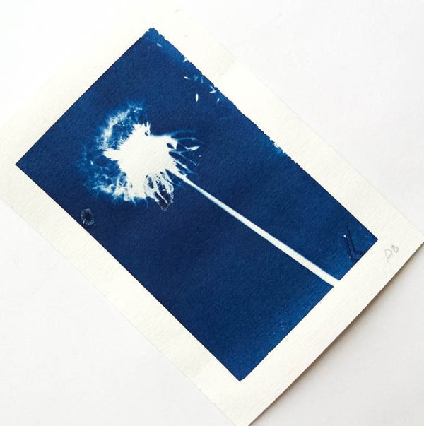 Cyanotypie Löwenzahn • 9x13 cm • Original Blaudruck