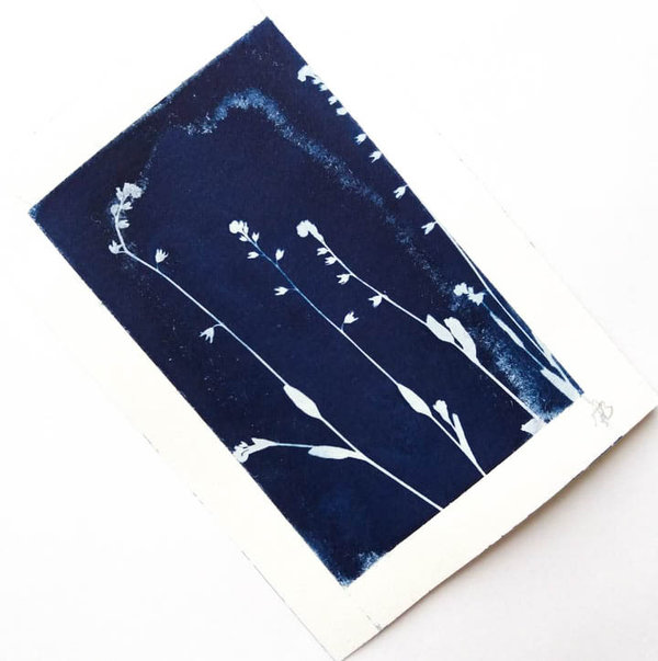 Cyanotypie Vergissmeinnicht • 9x13 cm • Original Blaudruck